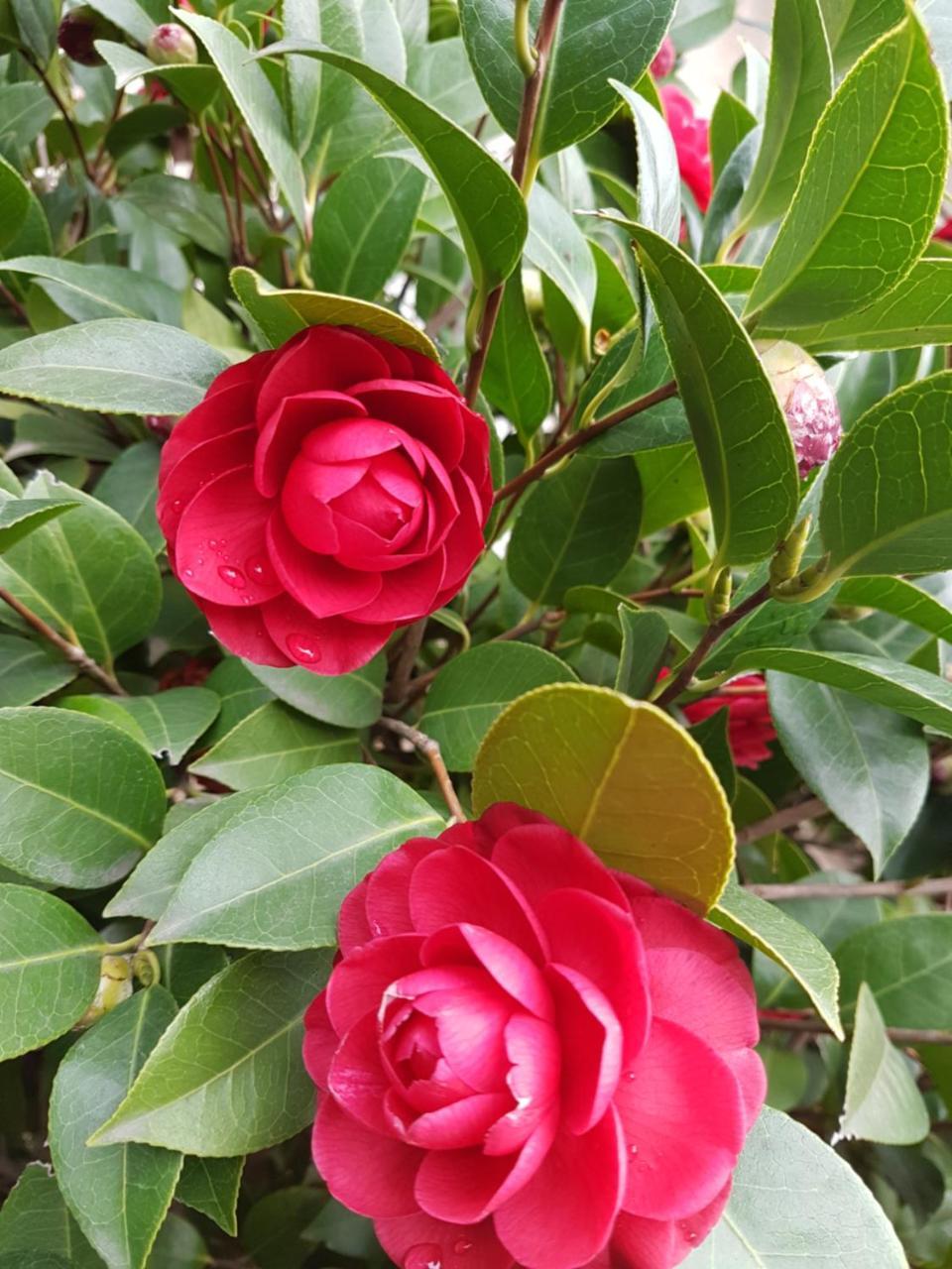 Il Giardino Di Vico Neve Bed & Breakfast Napoli Dış mekan fotoğraf