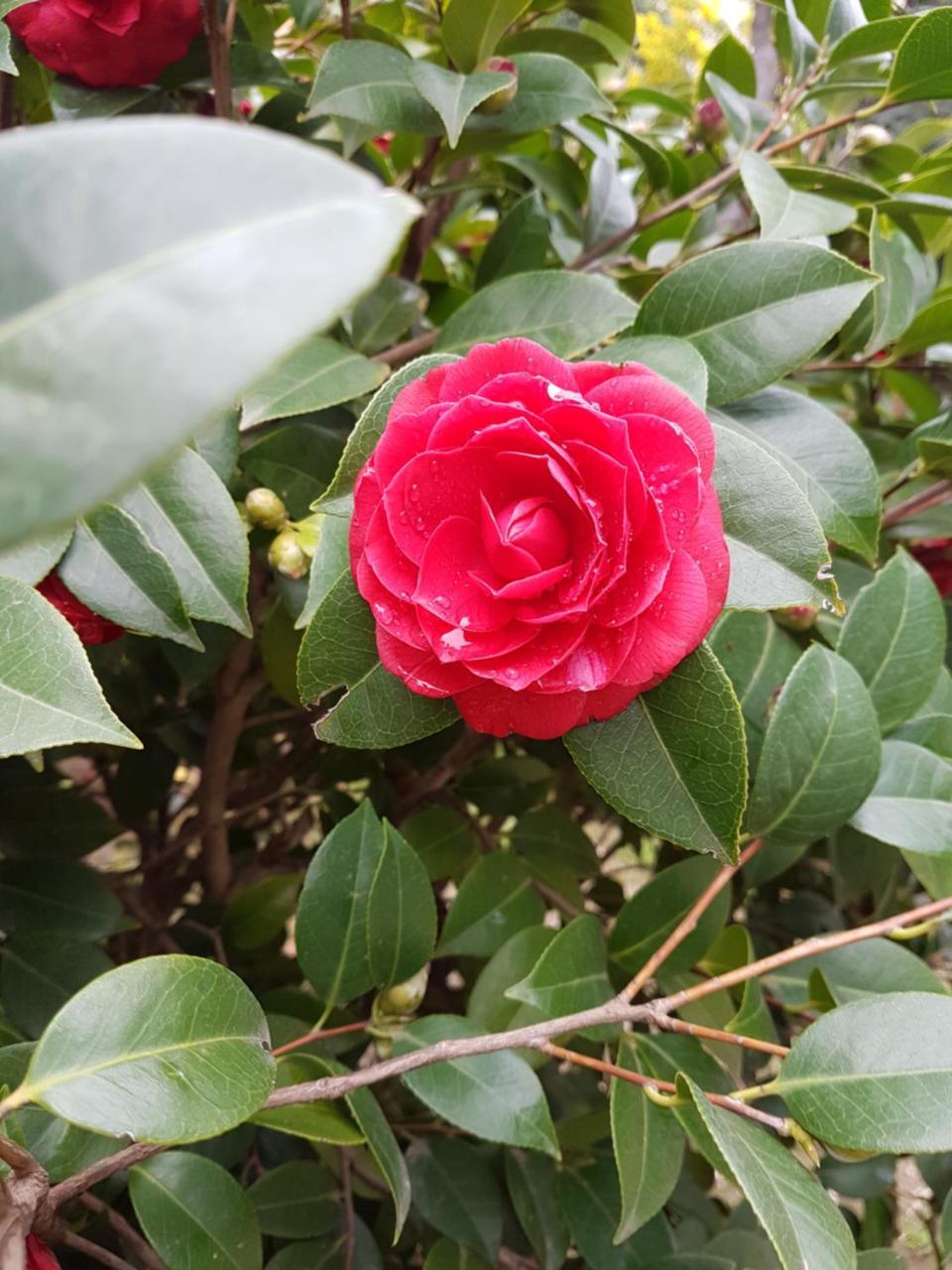 Il Giardino Di Vico Neve Bed & Breakfast Napoli Dış mekan fotoğraf