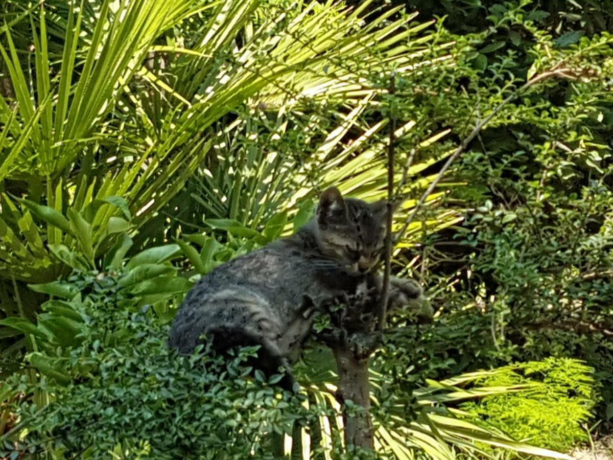 Il Giardino Di Vico Neve Bed & Breakfast Napoli Dış mekan fotoğraf